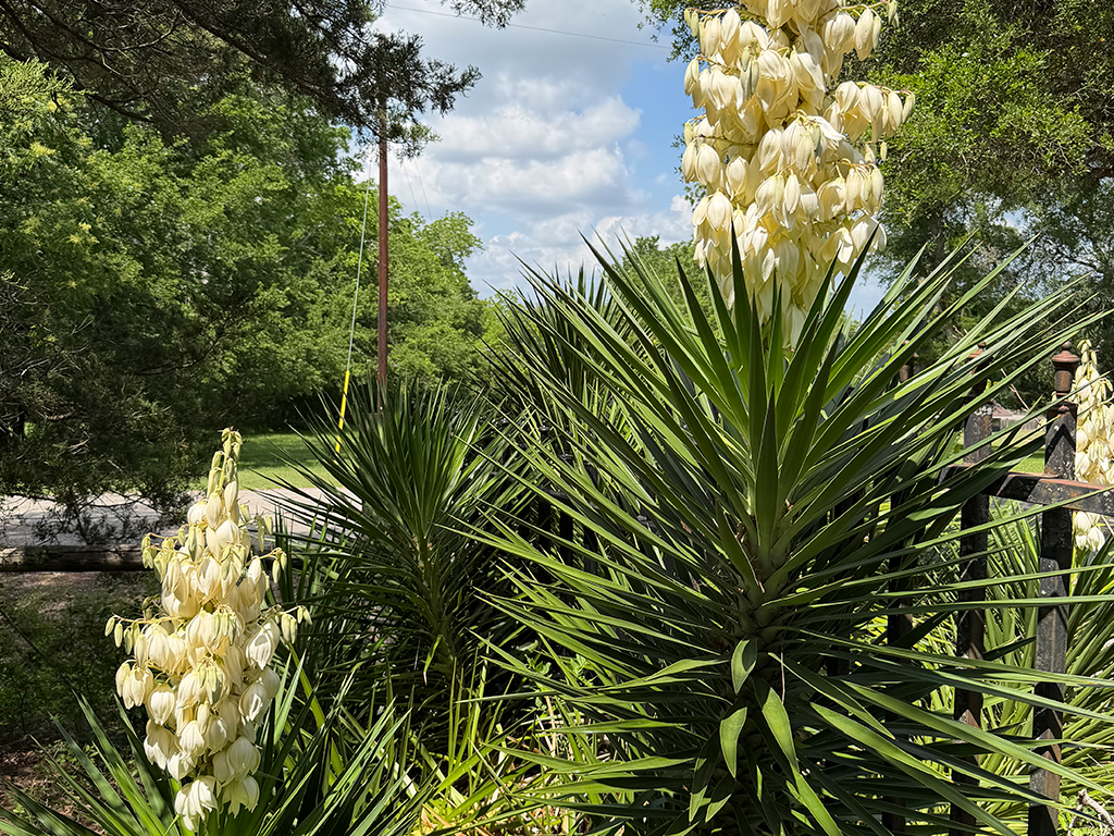 Flor de Izote