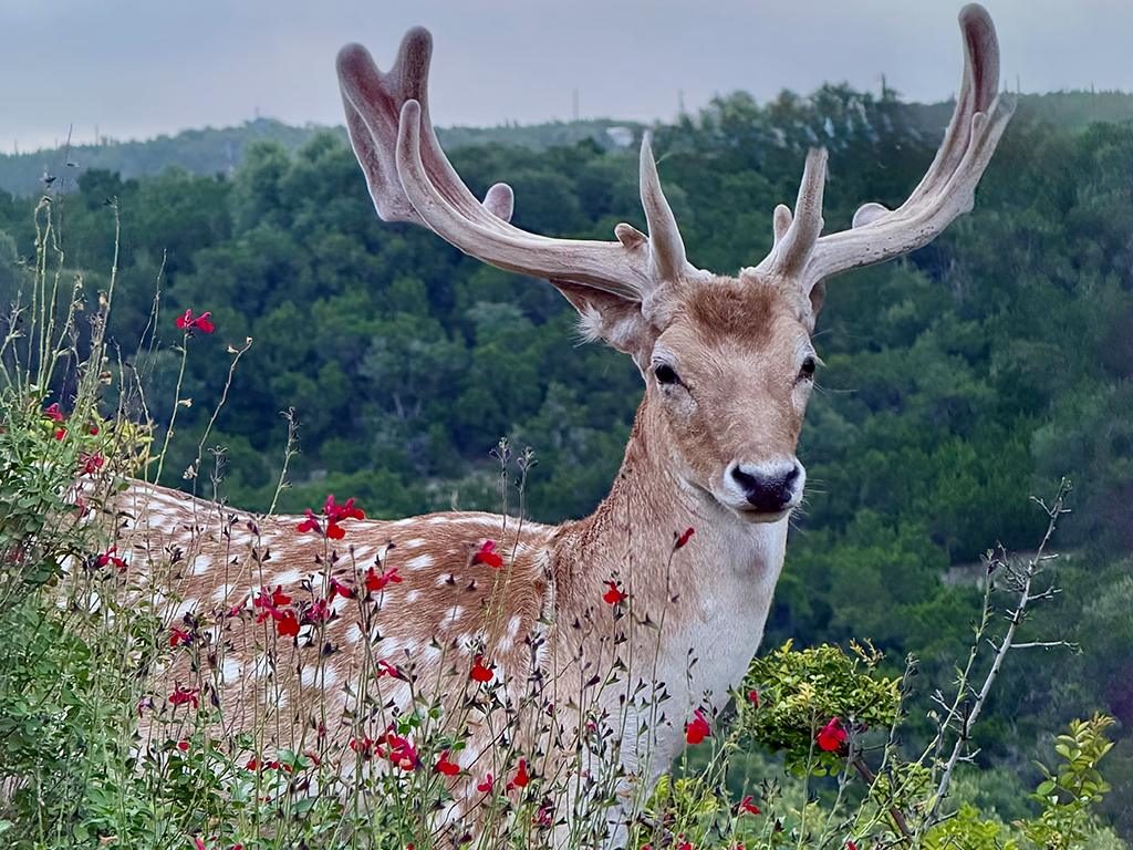 Deer