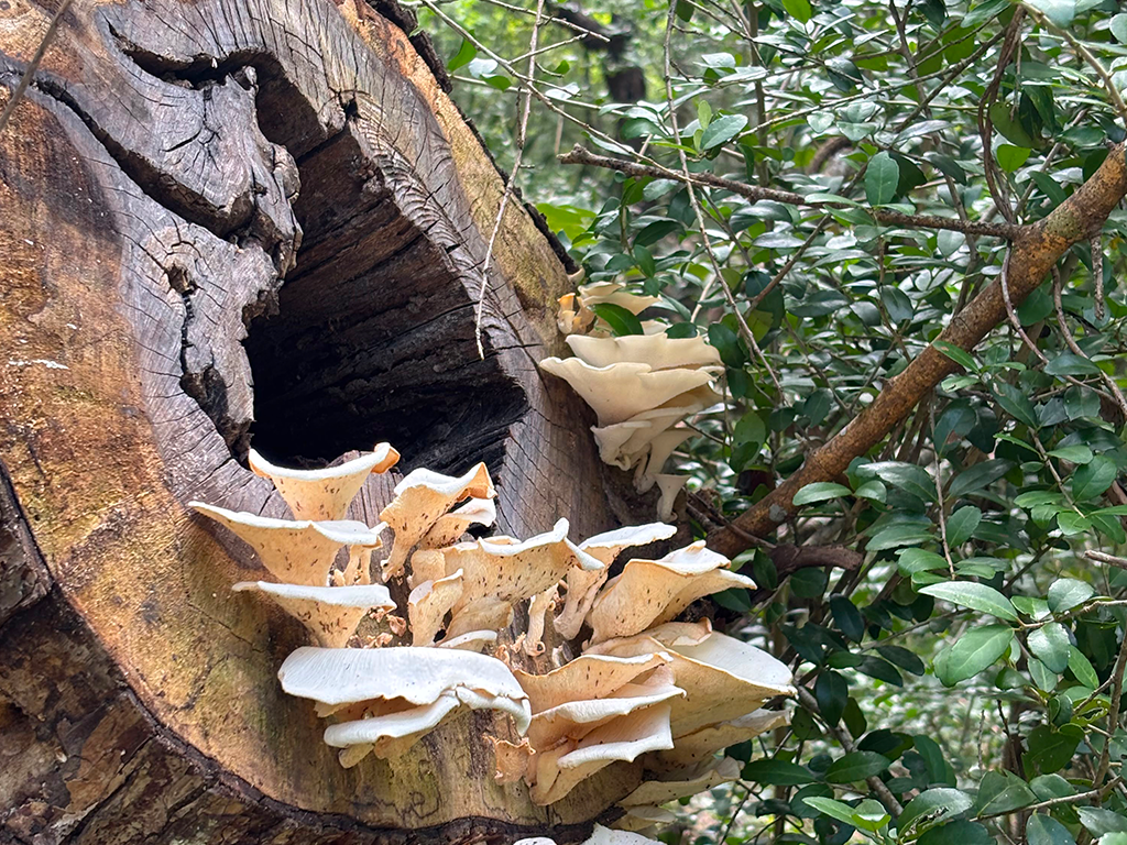 A Taste of Brazos Bend