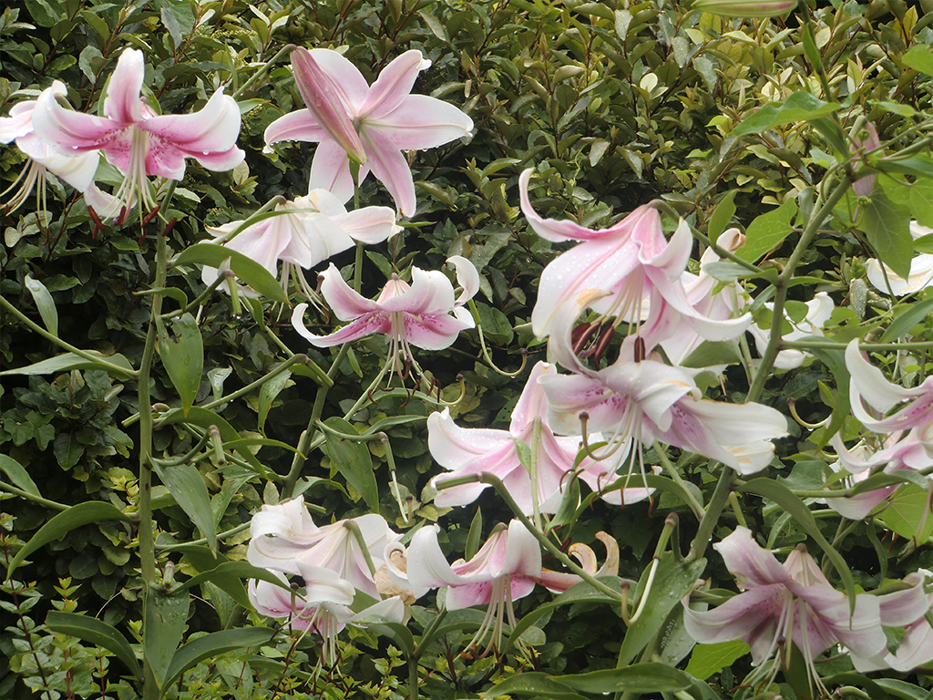 Beautiful White and Pink Lilies 
