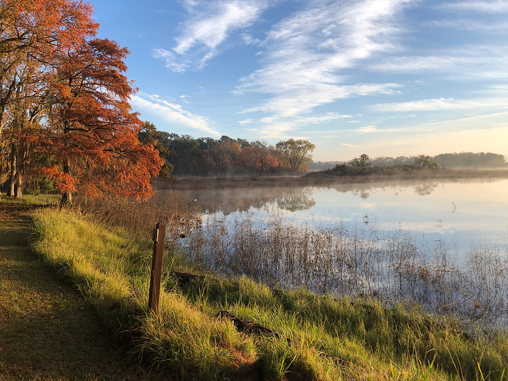 Lake Livingston from the Shore 
