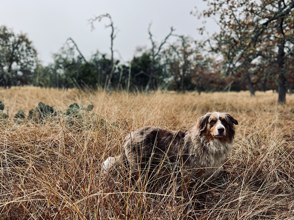 Fall Season in the Hill Country