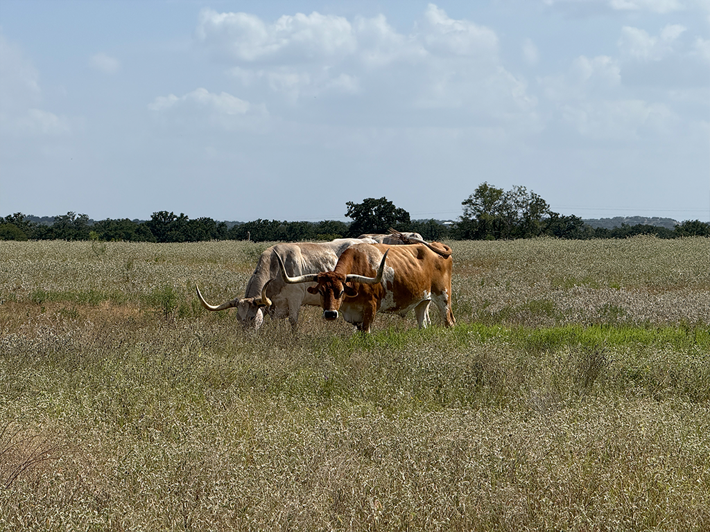 Longhorns 