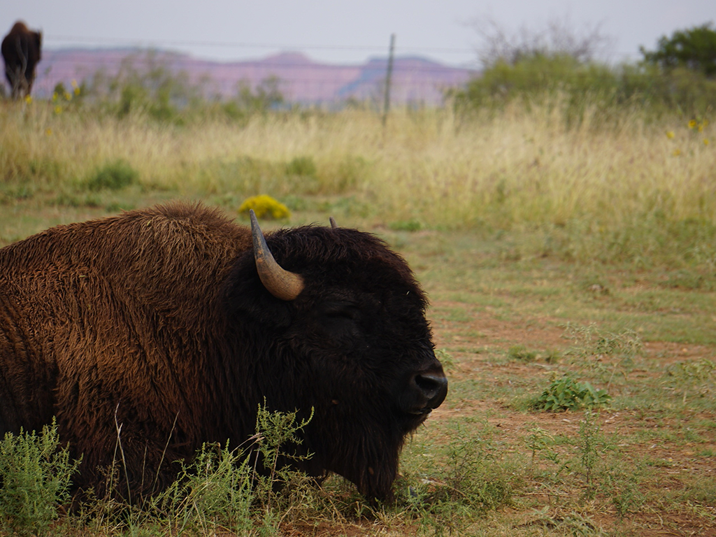 American Bison Resting